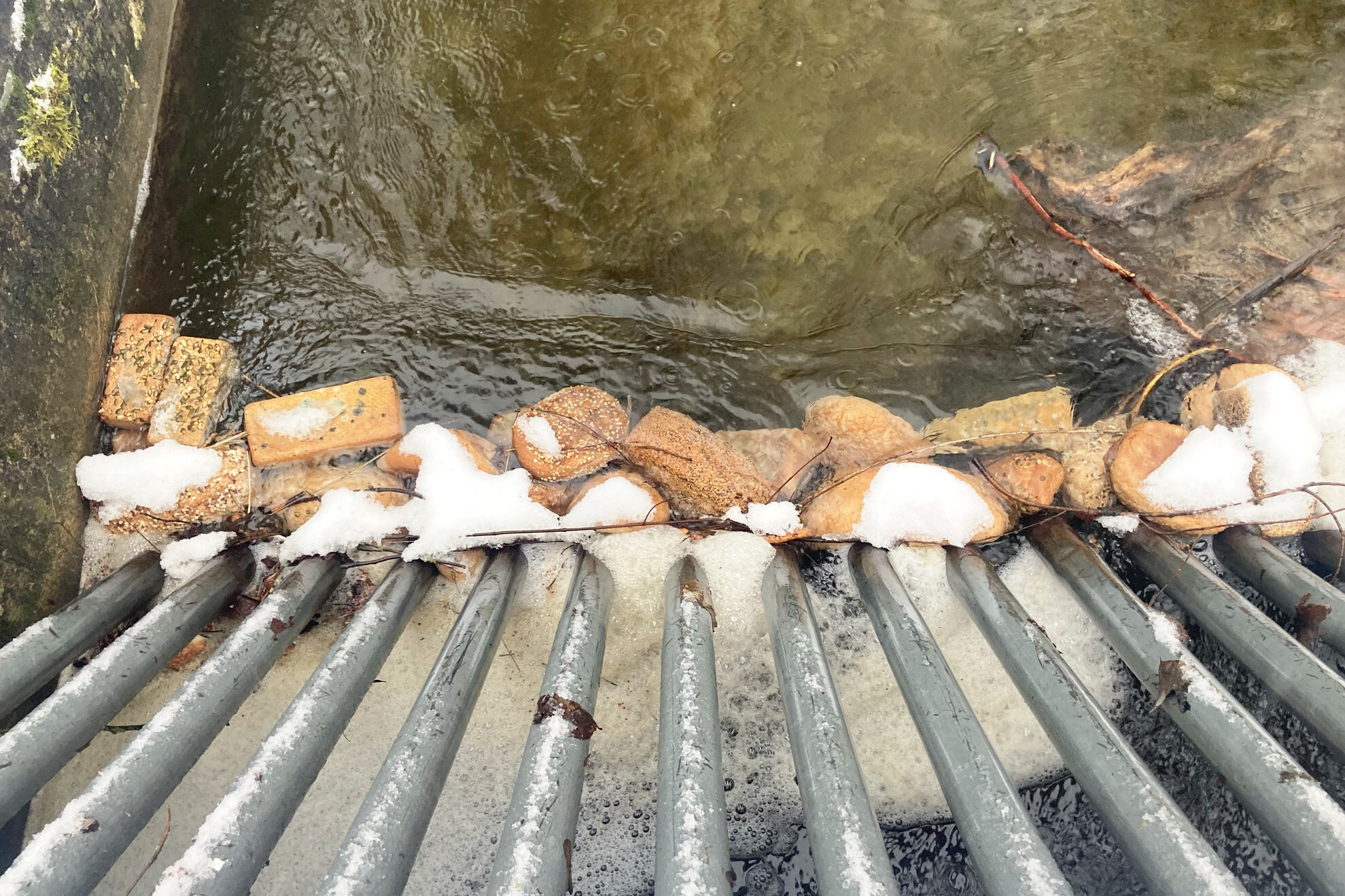 Verfüttertes Brot in Garchinger Gewässern gefährdet unsere Wildtiere erheblich! (Bild)